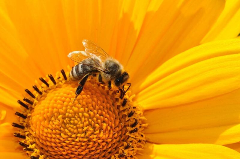 Et si tu étais une abeille ?